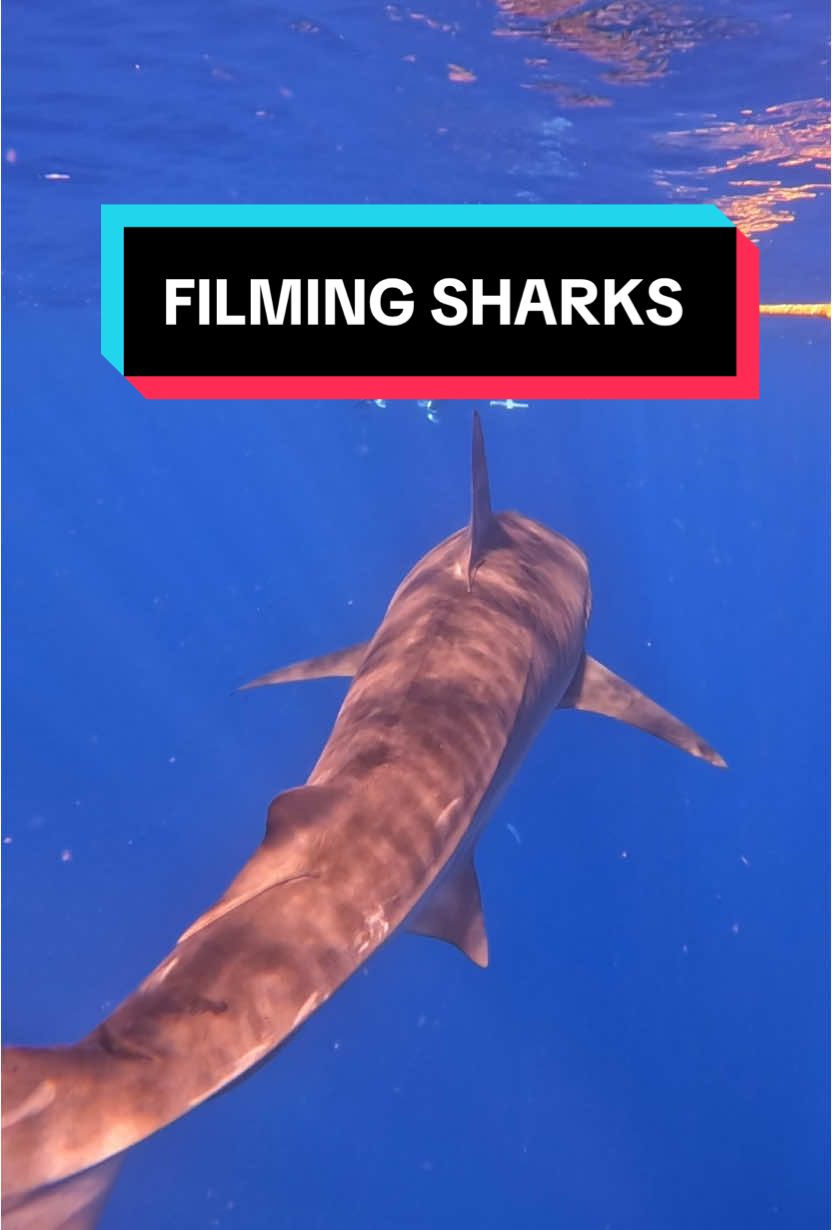 I film a lot of sharks and i have my go to style for capturing an epic video.  Built full of muscle you can see how they use their entire body to move through the water. They can change direction in half a second. A full 360.  If you are going in for a close shot just remember to approach slowly. Make them see you, most sharks think we’re predators too. 