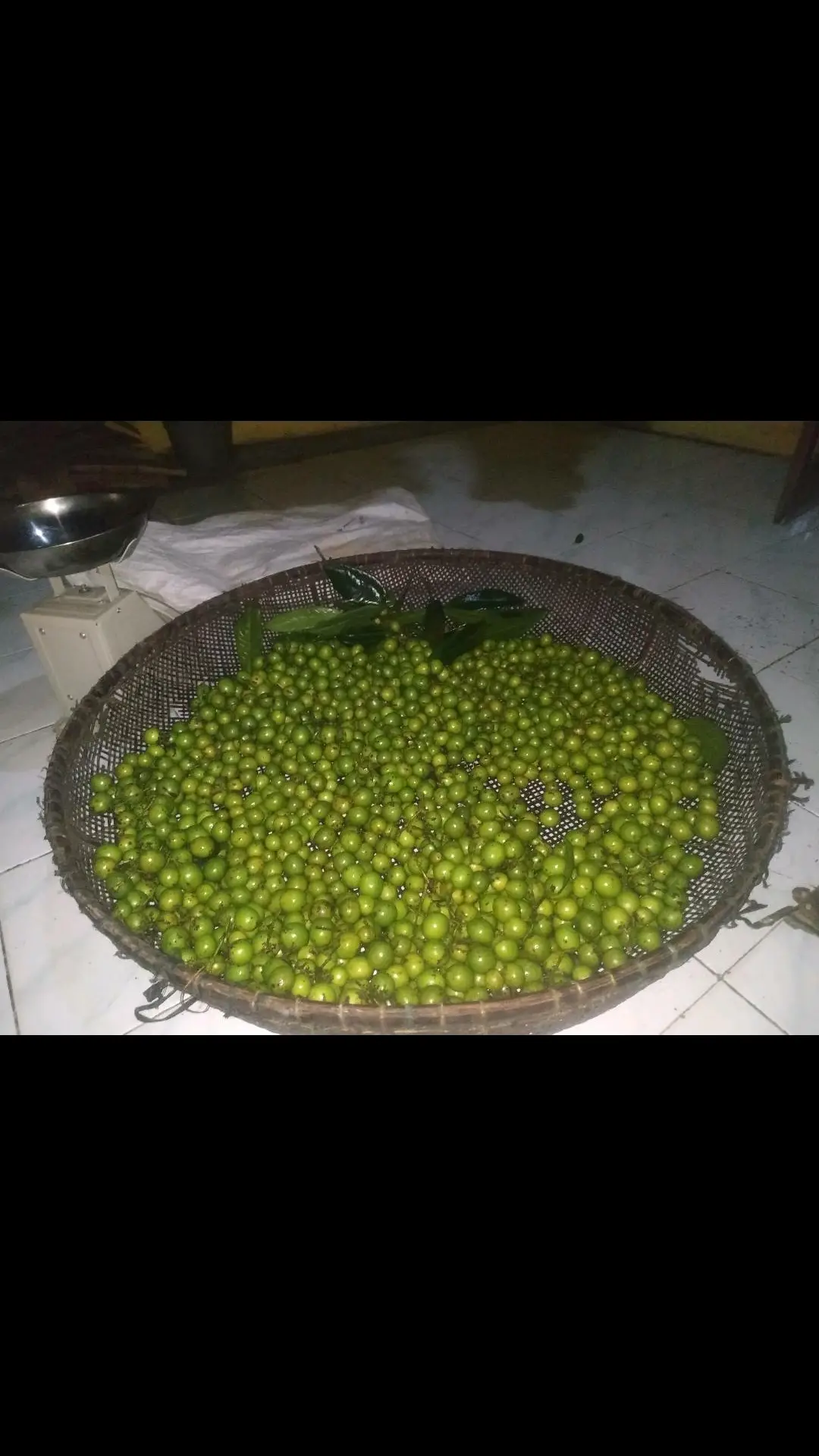 buah langka Jatake /Gandaria muda sangat cocok buat di jadikan rujak,sambal ataupun makanan yg lainnya😁😍. yu yang suka ngerujak