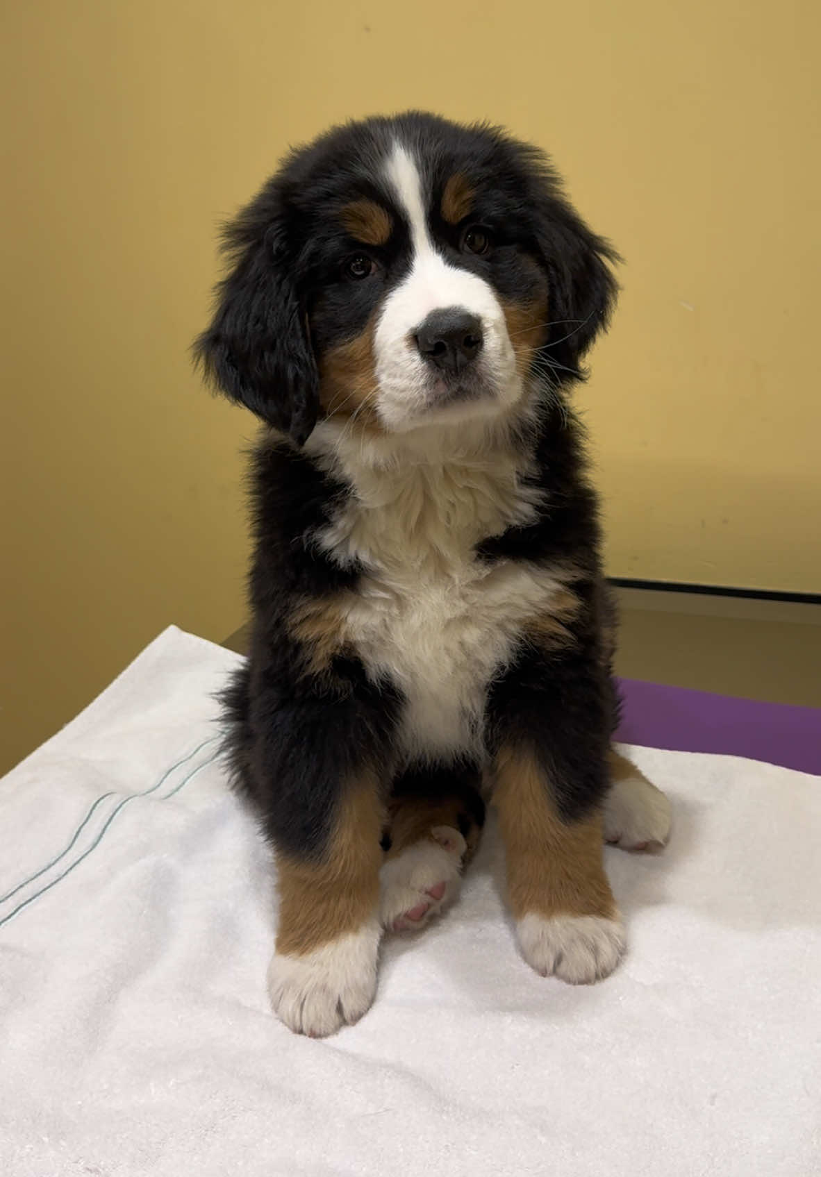 Her first vet visit. She was unsure at first until she got a treat 🥺 #dogsoftiktok #bernesemountaindog #puppytiktok #babypuppy 