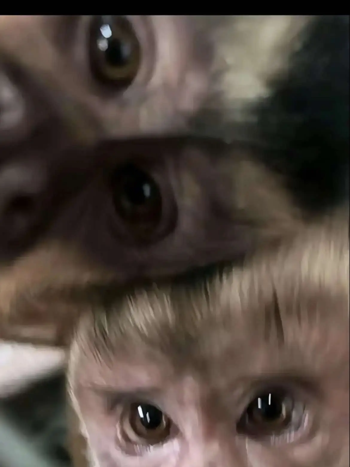 Monkey couple