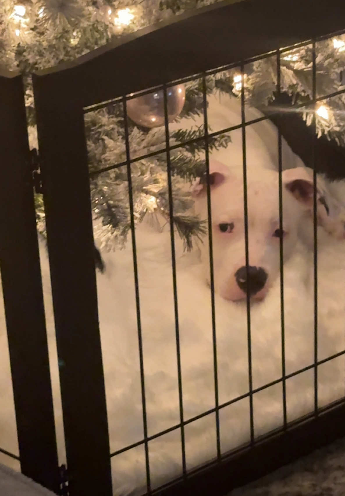 The gate was to keep him AWAY from the Christmas tree 🥴🎄#christmas #beautifulchristmas #dogmom #momtomom 