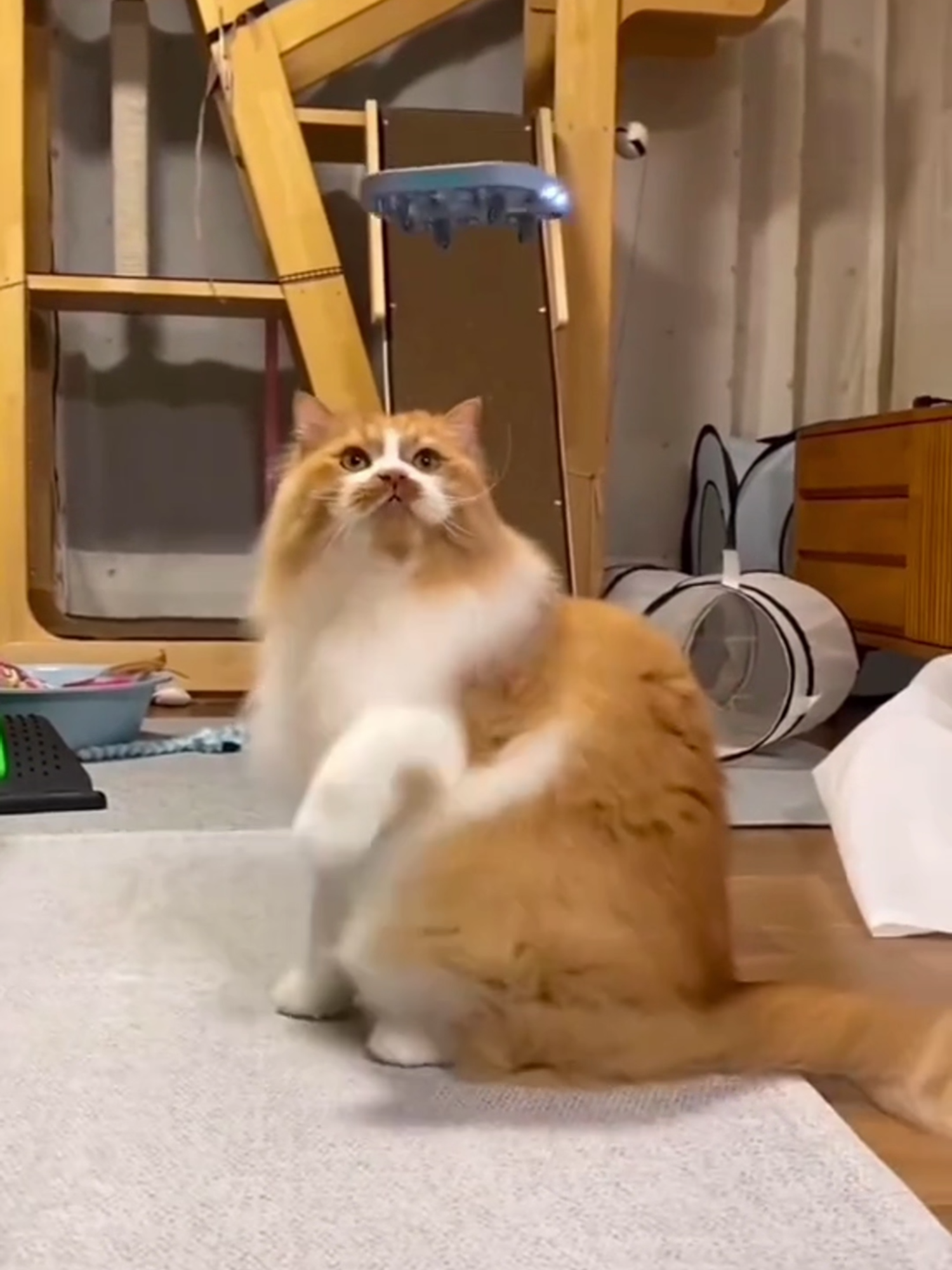 Funniest Cat Antics – You Won’t Believe 😂😻  #funnycatvideos #cutecatcats #pets #funnyanimals #petlovers #adorable #viralcatvideo #trendingnow #animalcompilation