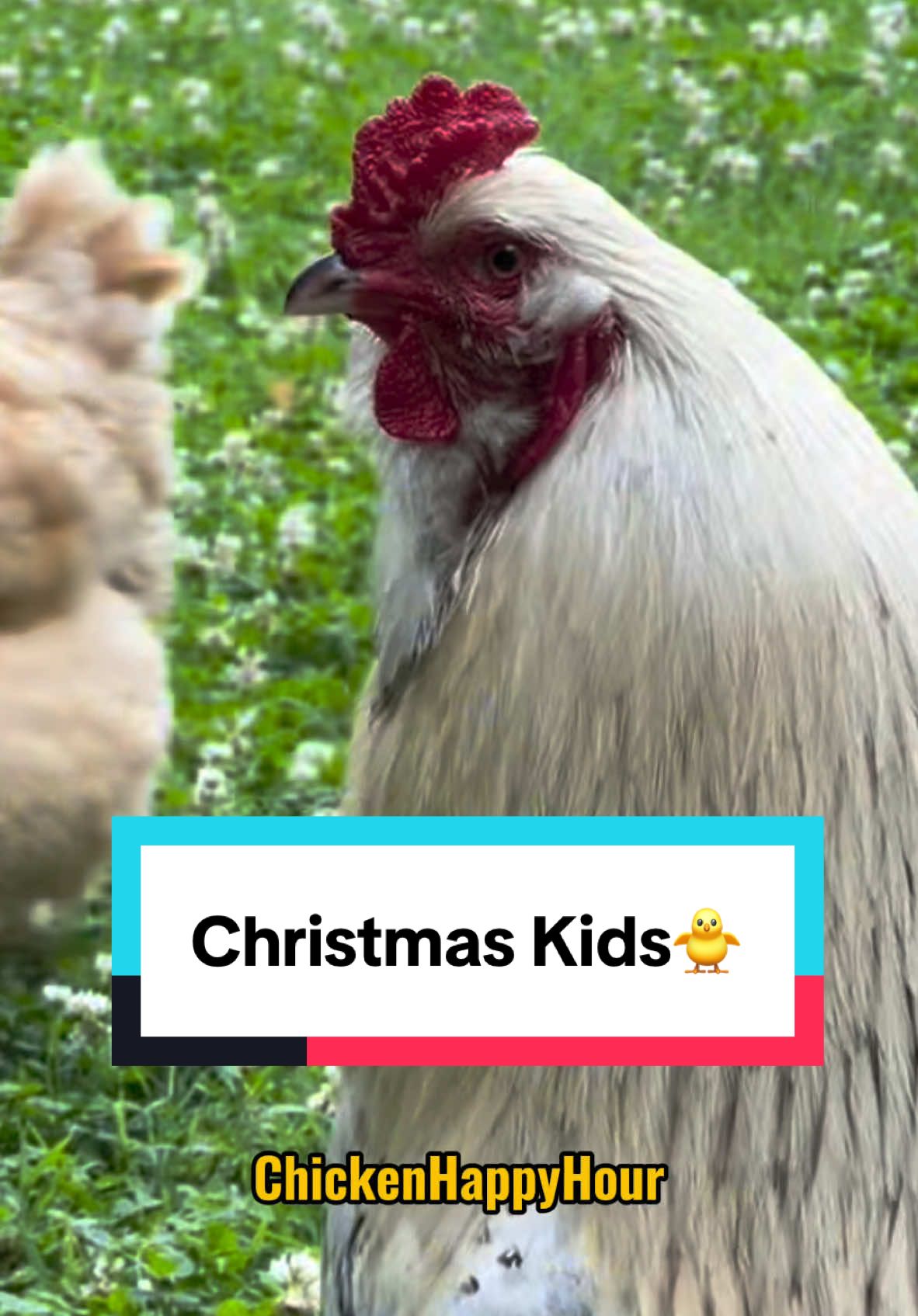 Frankies like 🤔🤔🤔🤔 😏#christmascountdown #chicken #rooster #funnyanimals #chickenhappyhour 