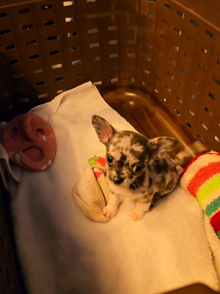 She's just chilling in the hamper while I make dinner and C works on some crafts.  She is such a good girl! 🩷🐾 www.DoubleADesignerDogs.com #DoubleADesignerDogs #CKChihuahua #CKCPreferredBreeder #responsibledogbreeder #chihuahuabreeder #chihuahua #chihuahuapuppy #merlechihuahua #merle #adorable #fyp 