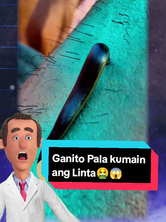 🔍 Ang misteryo ng pagsipsip ng dugo ng linta! 🩸 Alamin ang kakaibang paraan ng pagpapakain ng mga linta. 🦠 Ipapakita ko sa inyo kung paano gumagana ang kanilang mga bibig at kung bakit hindi natin namamalayan na kinagat na nila tayo. 😮 #Leech #Linta #Nature #Science #Biology #FilipinoCreator #TagalogContent #fyp #foryou