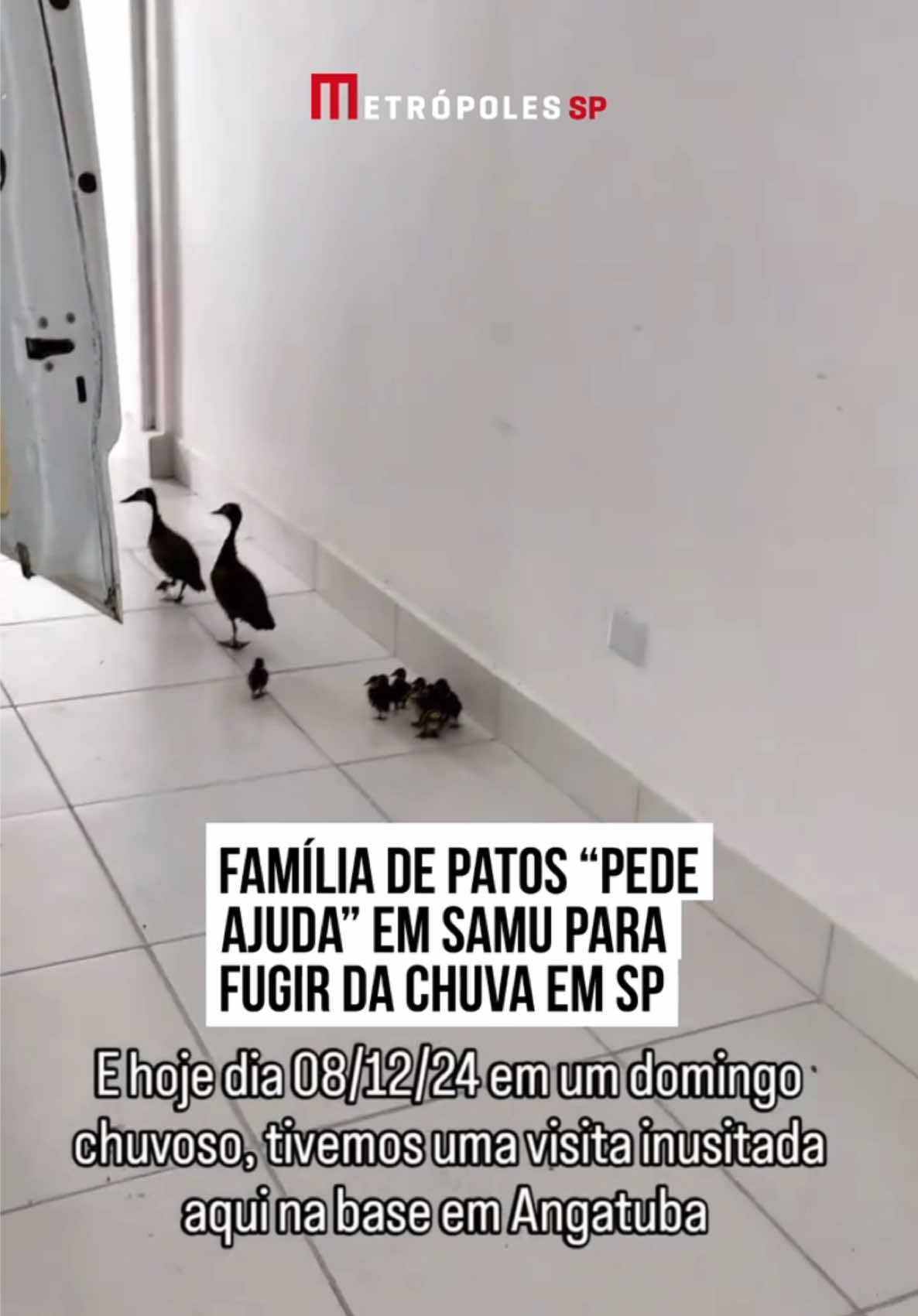 Dez patinhos foram passear, mas desta vez, não foi além das montanhas e sim na sede do Serviço de Atendimento Móvel de Urgência (#Samu), de #Angatuba, no interior de #SãoPaulo. A família dos bichos, com pai, mãe e cerca de dez filhotes, foi flagrada “visitando” o Samu localizado no centro da cidade, no último domingo (8/12). Os animais, na verdade, estavam se protegendo da chuva que atingia a cidade no momento e aproveitaram a estrutura do Samu para se abrigar. Pelas imagens registradas pela técnica de enfermagem Gleici Martins, é possível ver os filhotes andando em fila única, logo atrás dos maiores, para seguir o caminho. Os bombeiros presentes no local pararam o trânsito para que a “família” pudesse atravessar a rua em segurança. A “mãe pata” vai escoltando a família, enquanto o “pai pato” voa na frente. #TikTokNotícias 