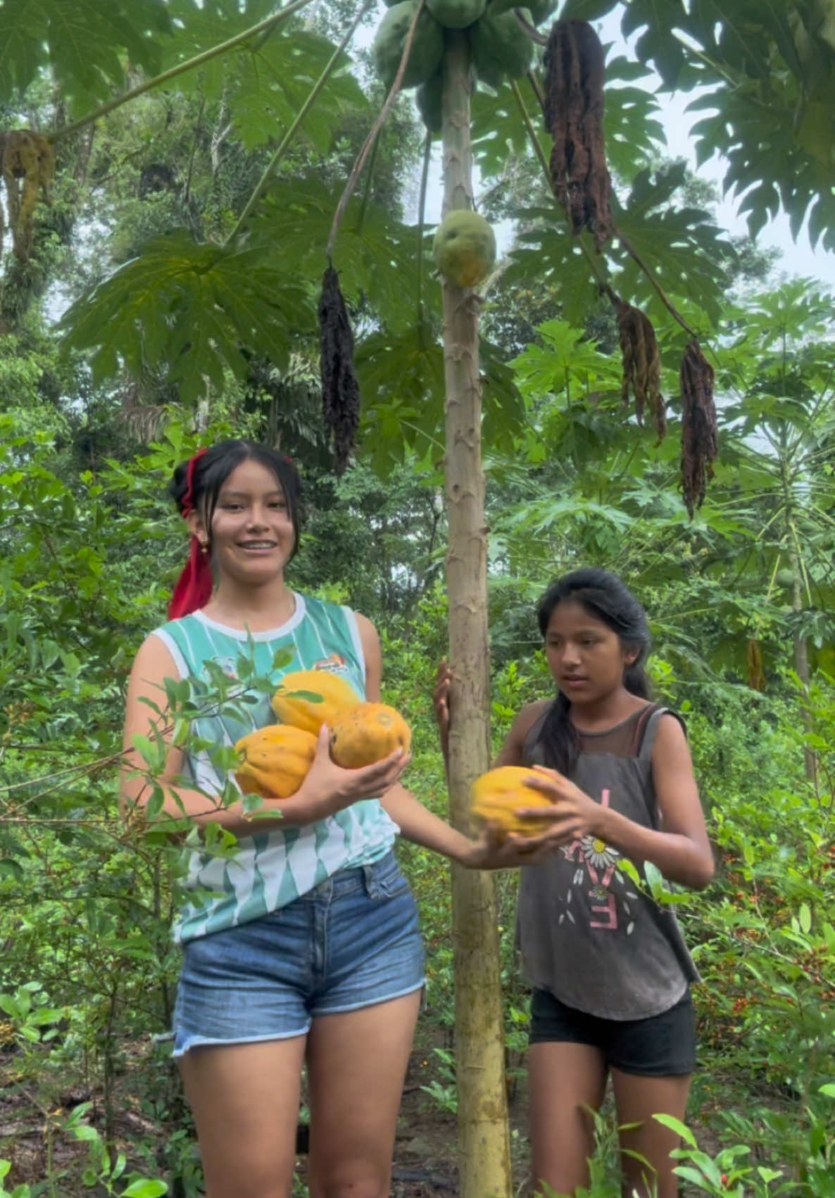 #cosechando#papaya#naturaleza#fyp