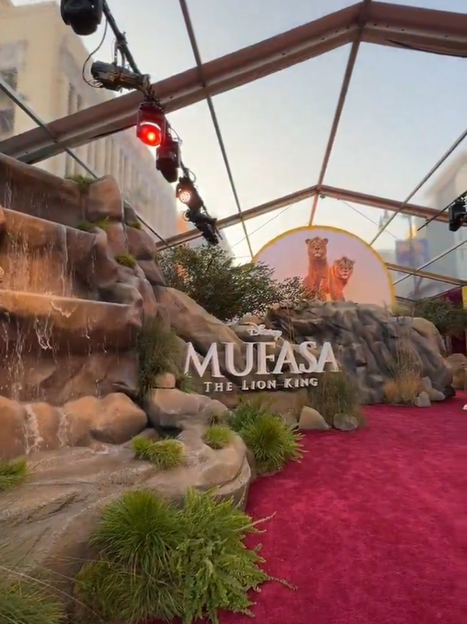 Welcome to the premiere of  Disney's live action #Mufasa: The Lion King World at the Dolby Theater in Hollywood 🦁  #MufasaTheLionKing #BTS #Film #TheLionKing #Disney #Taka #Scar #LiveAction #Fyp #LionKing #LeRoiLion #ElReyLeon #OReiLeao #2024 #Movie #WorldPremiere #Beyonce #BlueIvy 