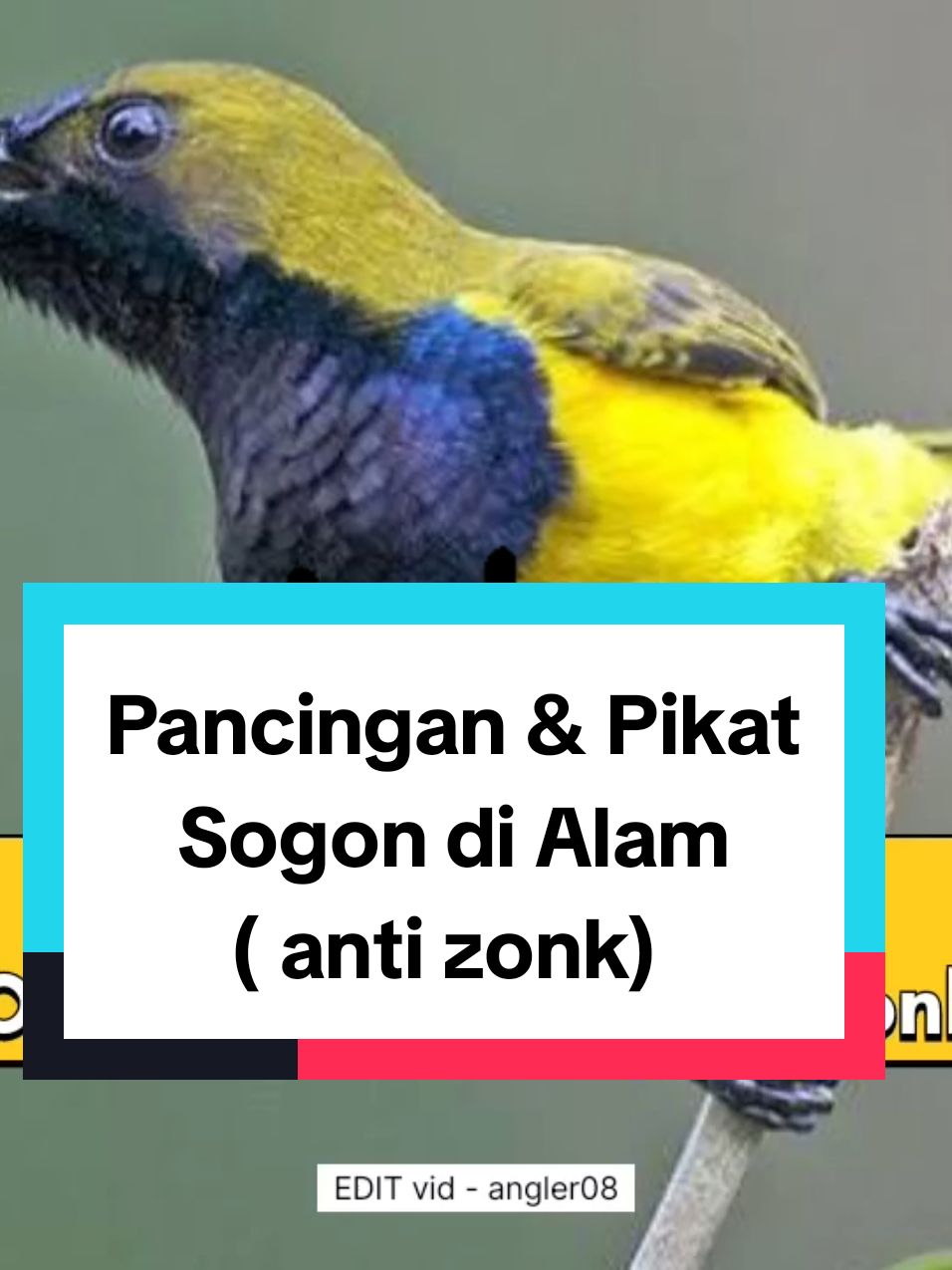 Pikat burung sogon di alam liar #pikatburungsogon #pancingansogon #masteransogon #suarapikatburungsogon #burungsogon #masteransogon #sogon #pancinganburung #terapisogon #sogoncepatgacor #sogon #sogonmania #sogonmaniaindonesia #sogongacor #sogongacorngleper #kicaumania #suarapikatsogon #sogondialam 