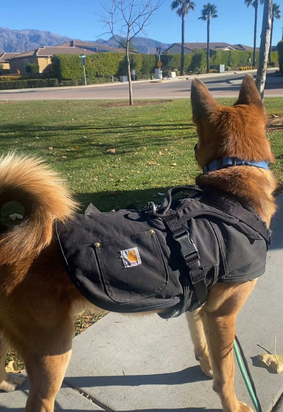Is that time of season make sure you get that Carhartt jacket for your 🐶 #carhartt 