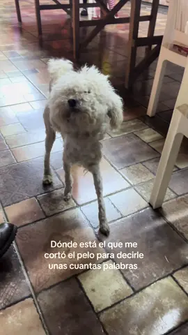 #poodle #cortes #hallowen #funny #perros peluqueria contigo aprendo 😹 