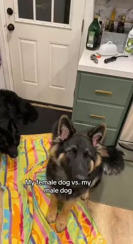 #germanshepherd #silly #goodboy 