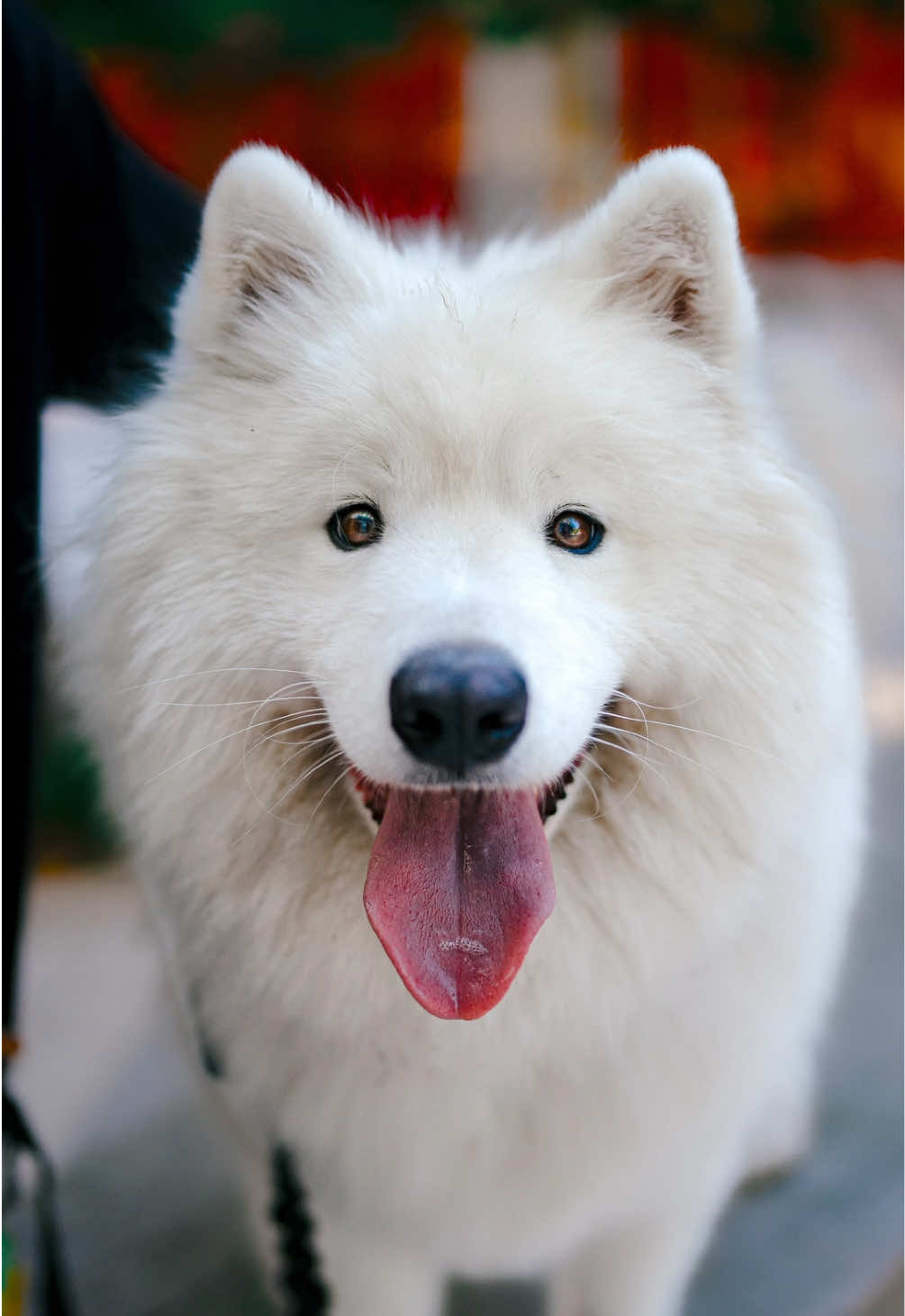 Funny Samoyed Portraits 😂 I met Kevin and Tian at The Amazing Brentwood in Burnaby.  They were heading out for a run/roll, but they agreed to let me take their portrait first.  Tian is a Samoyed, which means he’s basically a high-energy dog that looks & feels like a cloud. 😂 He’s also very photogenic (as you can see in his photos!).  Thanks for letting me take your portrait, Tian! 🙏 — 📍 The Amazing Brentwood, Burnaby BC — #vancouver #sonya74 #dogportraits #strangerportraits #streetphotography #streetportraits #dogphotography 