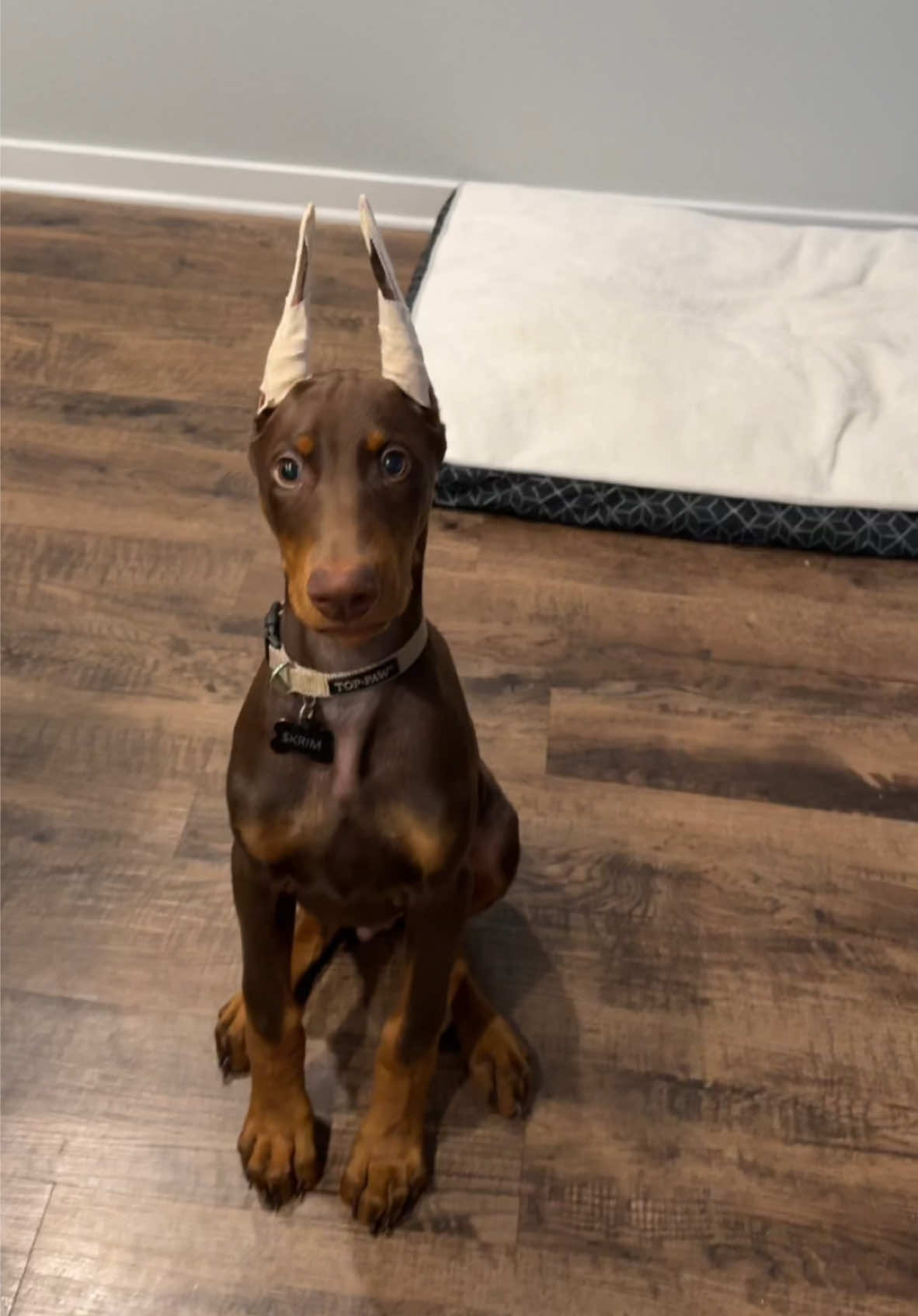 Xoxoxox #dobermanpinscher #dogsoftiktok #dobermanpuppy #dobermansoftiktok #dobermans_of_tiktok #doberman 