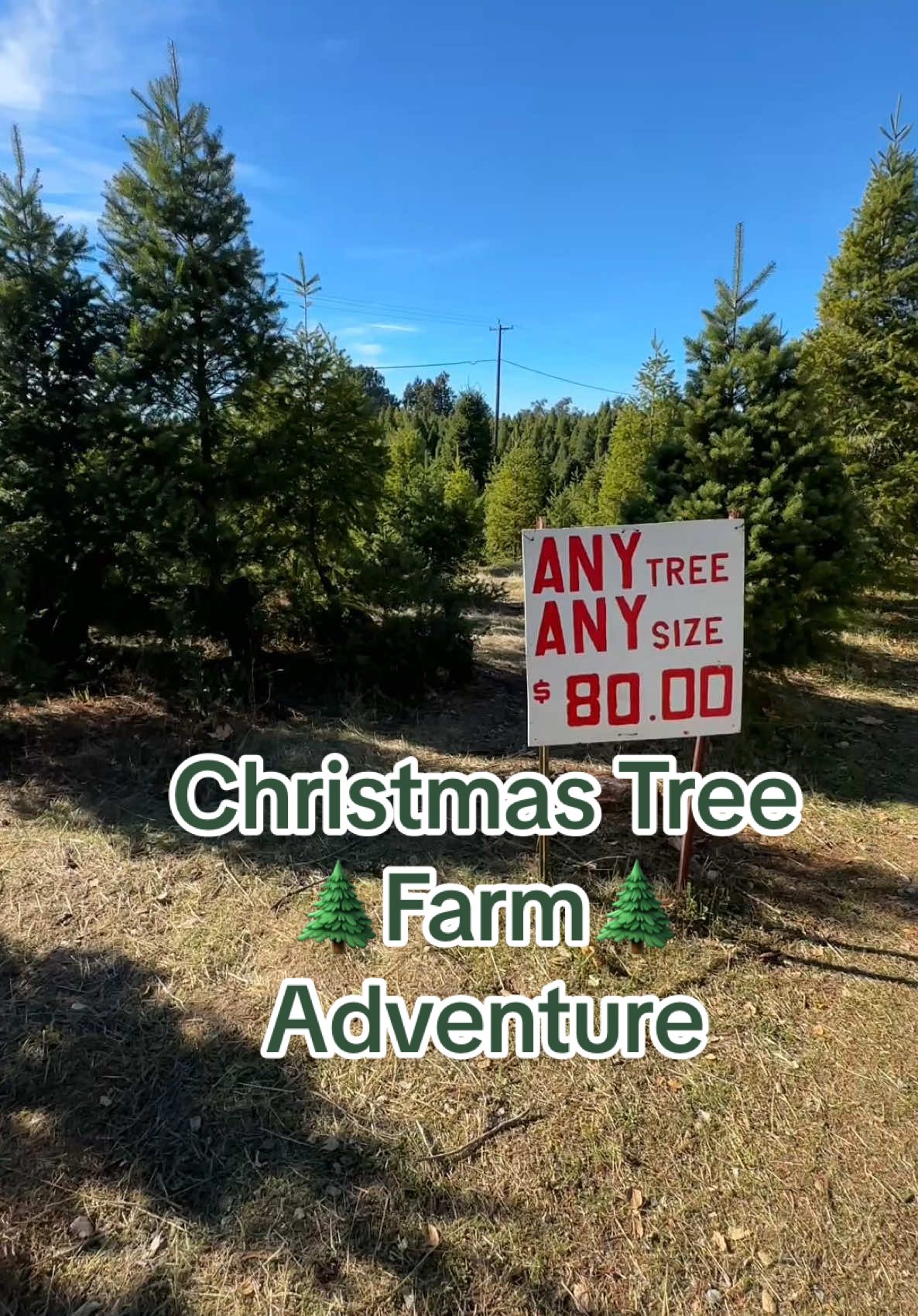 ✨ Nothing beats the magic of a fresh cut tree! 🌲 Hunting for the perfect tree is always a great adventure!🎄🎅 #ChristmasTreeFarm #FreshCutTrees #HolidayMagic #ChristmasDecor #FarmFreshChristmas #ChristmasOrnaments #freshchristmastree #christmastree #glassornaments #FestiveVibes #HandmadeDecor