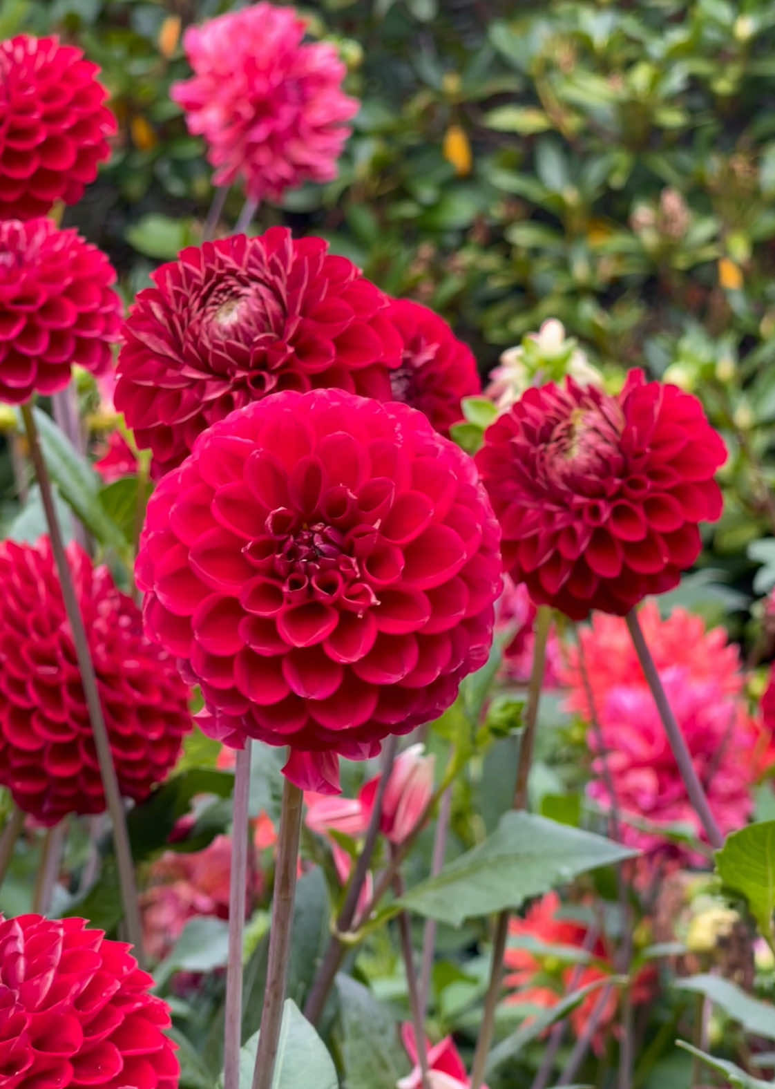 Do you like dahlias? 🌺🌿 #dahlias #flowers #fleurs #flores #fiori #flowerlover #fyp #foryou #foryoupage #花#flowergarden #garden 