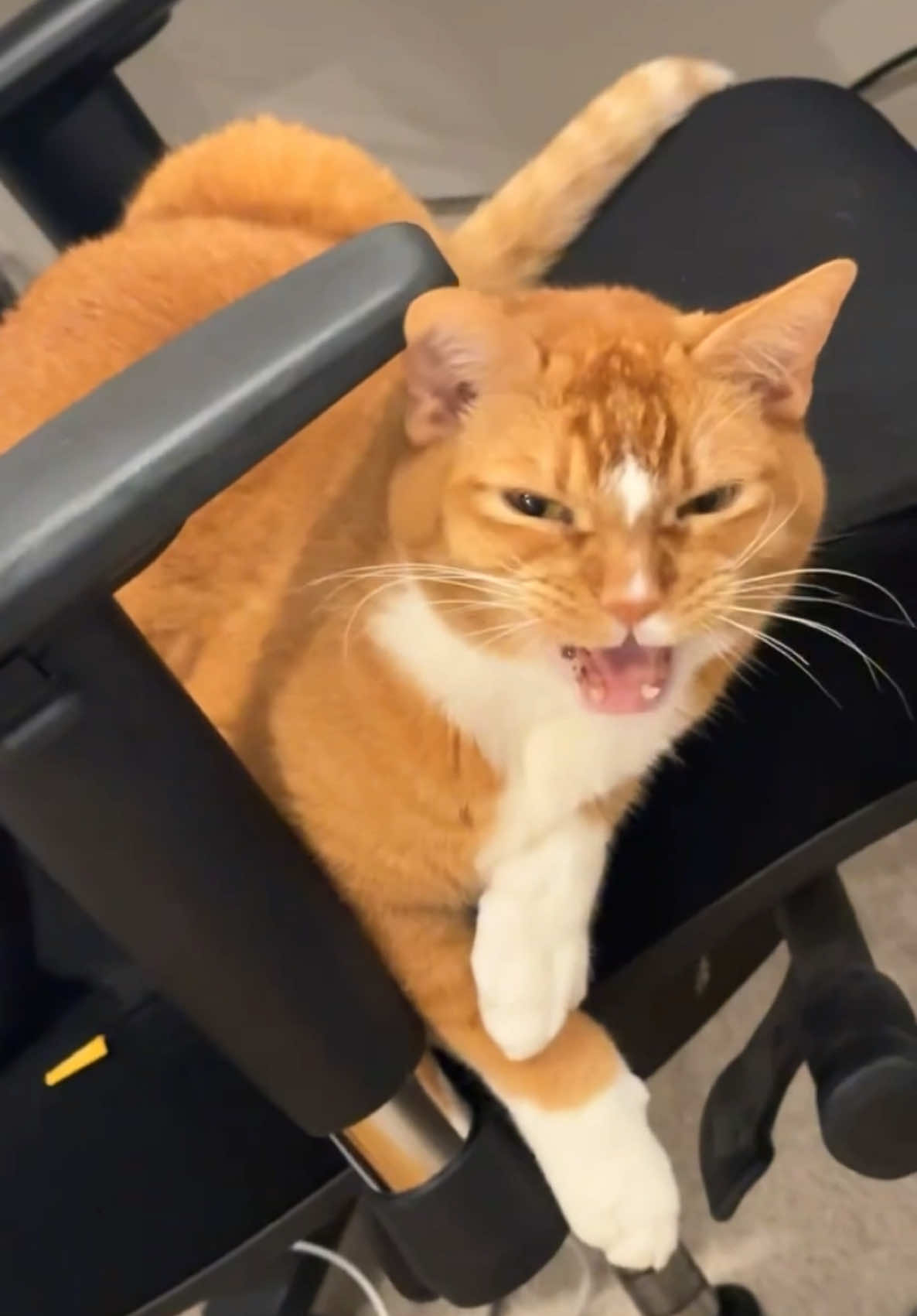 grumpy from all that hard work i guess #catsoftiktok #PetsOfTikTok #orangecat 