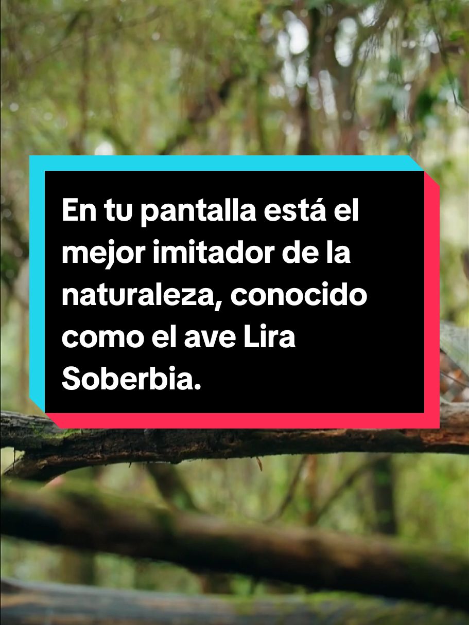 En tu pantalla está el mejor imitador de la naturaleza, conocido como el ave Lira Soberbia. #avelirasoberbia #animalesdelplaneta #animalesdelmundo #unitedstates  #animales 