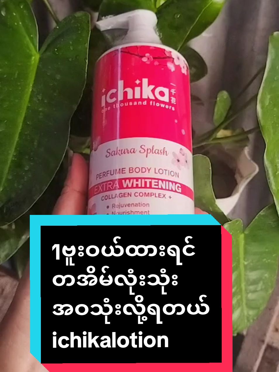 #ichikalotion #14000ရှိရုံနဲ့ #foryouシ #foryoupageシ #အသားရှယ်ဖြူ #မြို့ပေါင်း100ကျော်ရောက်ငွေချေပို့ပေးသည် 