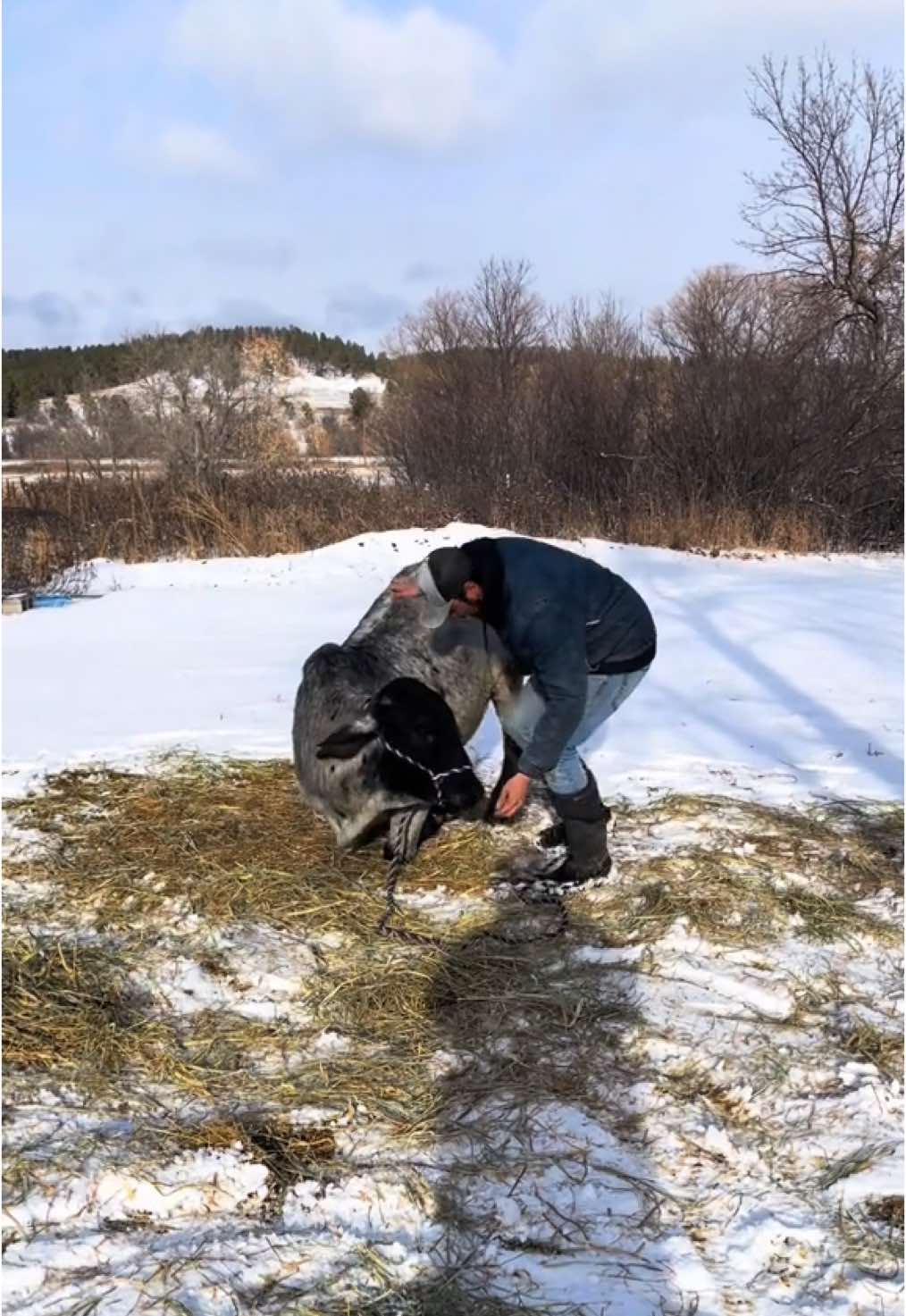 Laying my brahman bull down. Got a little snow this morning. #snow #december #christmas #foryoupageシ #foryouシ #fypage #fyp #southdakota #horsebackriding #bull #riding  #western #cowboys #bullrider #bullriding #rodeo #buckingbulls #brahman #brahmancattle #fypシ゚viral #bucking #rancho #reelschallenge #reelstrending #native #nativetiktok #fffyyyppp #foryoupageofficiall #fypchallenge #rancho #fun #win #tipsandtricks #tips #laying #howtotrainyourdragon 