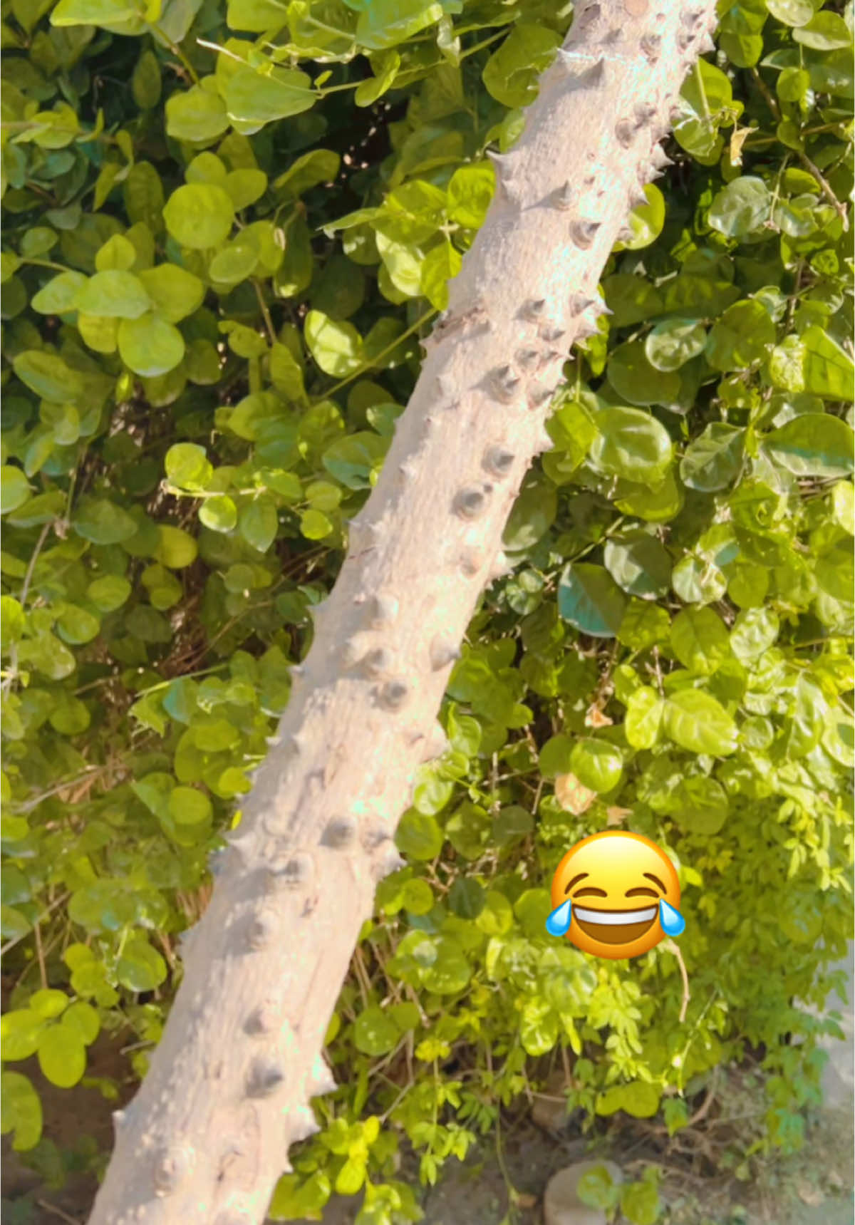 😂🔪#timber #danda #fyp #foru #kotliazadkashmir #kashmirwithstand 