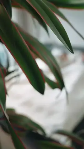 第1集: 換大佬攻略後渣男跪求我回頭 #短劇 #好劇推薦 #因為一個片段看了整部劇 