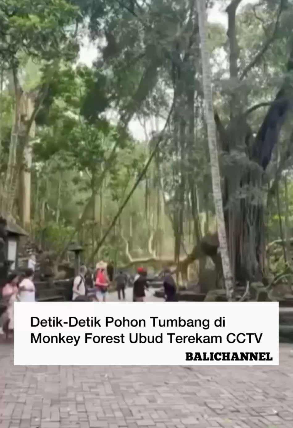 Waspada! Detik-detik sebuah pohon besar tumbang di kawasan Objek Wisata Monkey Forest, Ubud, Gianyar. Kejadian ini terekam dalam rekaman CCTV yang menunjukkan detik-detik pohon yang roboh. Belum ada laporan resmi mengenai korban atau kerusakan akibat peristiwa ini. -- Harap berhati-hati saat berada di kawasan dengan banyak pohon besar, terutama saat cuaca buruk atau angin kencang. Hindari berteduh di bawah pohon demi keselamatan 🙏