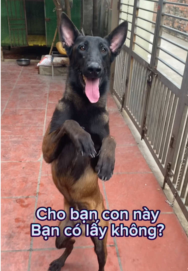 Cho bạn con này. Bạn có lấy không#malinois #malinoisbelgian #malinoistraining #xuhuong #dvtdogtraining #trending #CapCut 