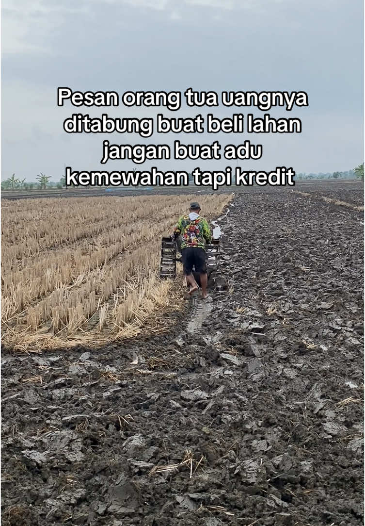 Mumpung jek nom akehi tabungan #petani #petanimuda #petanimilenial #bosmuda #petaniindonesia🇮🇩🇮🇩🇮🇩🌿🌿 #petanimodern #petanipadi #petanisukses #boss #calonbossmuda #fyp #foryou 