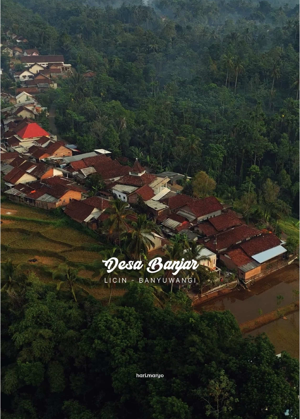 SUASANA PERSAWAHAN LICIN BANYUWANGI ##banyuwangi #licin #sawah #dronebanyuwangi 