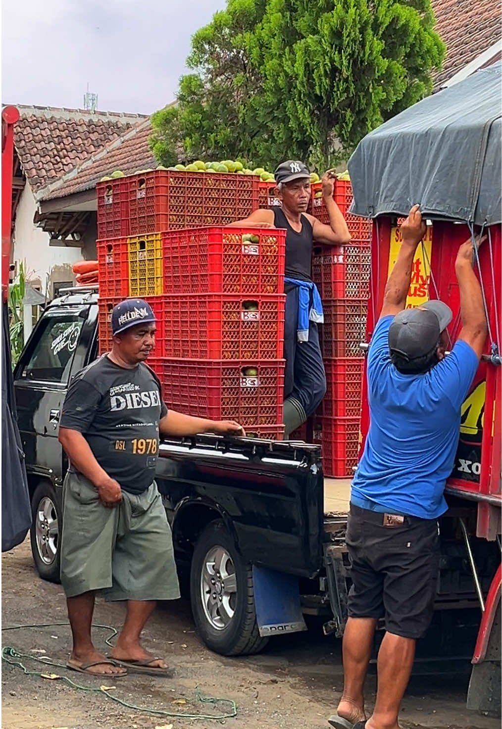 ✋🏼 #orangefruit88 #jerukbalap #group #jeruk #siem #madu #malang #karanganyar24jam #fyp #foryou #4u #capcut #buah #segar #kuliboy🤙😜🚀 #petanimuda #engkel_mania_indonesia #engkel #engkelmaniaindonesia #l300 #l300_pickup #l300maniaindonesia #l300modifikasi_indonesia #jeruksiemmadumalang #padahariini 