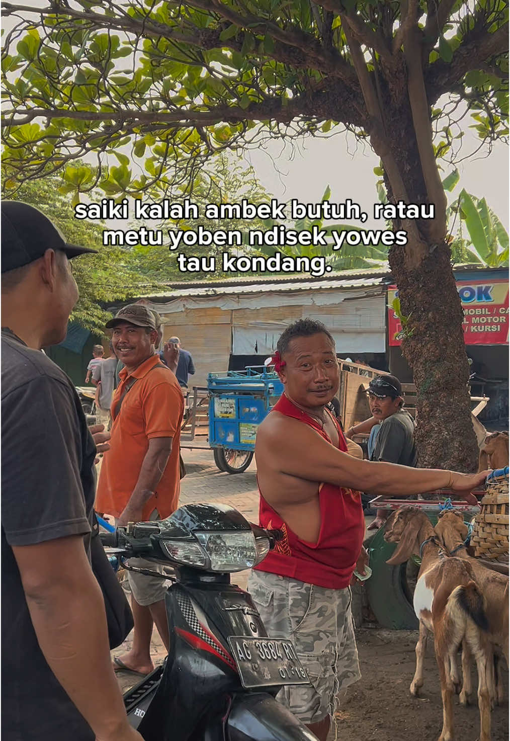 Prayo ngono ji? #mendobalap_99 #blantikkambingmuda #blantikkambing #blantikcilik   #pasarngunut #berok #wedusan #pasarkalidawir #pasarhewan #cempe #bakalan #wedos #babon #bakuldomba #jualbelidomba  #fyp #fypシ #fypシ゚viral #fypage #fypp 