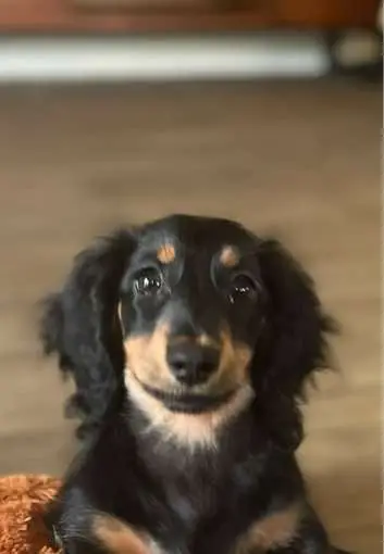 When your driver’s license photo says ‘responsible citizen,’ but your toy collection says ‘ENERGYYYYYY’ #cute #dogsoftiktok #puppy #miniaturedachshund #doxie #fyp 