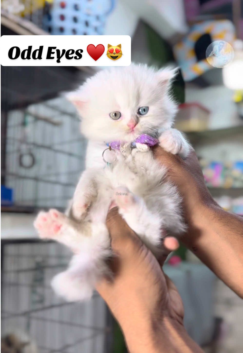 Odd Eyes Kittens Available🥰😻❤️😍#pakistan #100k #fypage #1m #viralvideo #100k #fyp #1m #pakistan #lahore #viralvideo 