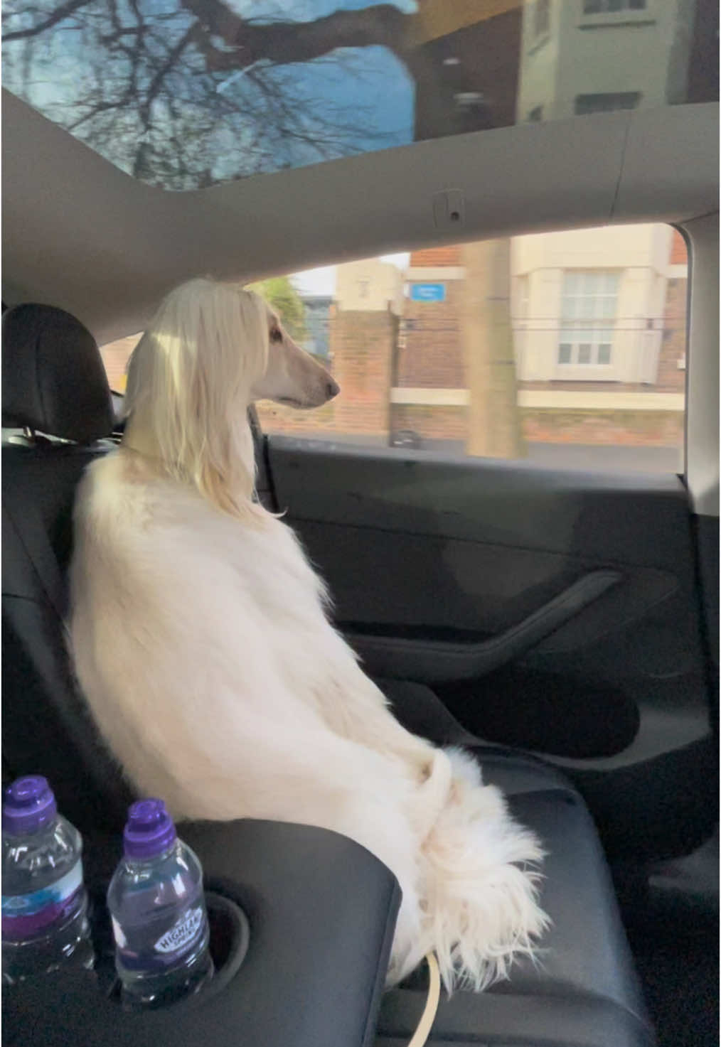 How do you travel around London? I prefer to be driven by my chauffeur. I wish he’d leave Veuve in the back instead of water… but it is Highland Spring! 🙌🏼 #afghanhound #london #chauffeur #travel #dog 