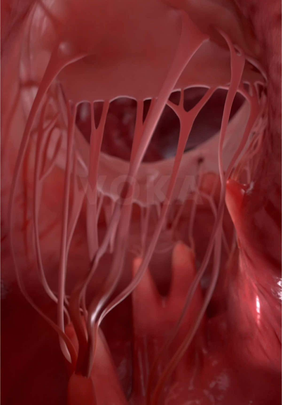 Your heart does more than just beat—it orchestrates a powerful rhythm that keeps you alive. Ever wondered how it all works?   Step into the heart with our 3D animation and experience its movements like never before. Watch as the atria and ventricles work in perfect sync, pumping blood through the chambers. See the valves in action, opening and closing seamlessly to ensure blood flows exactly where it needs to go. It’s a real-time look at the engine of life, brought to life in stunning detail.   Whether you’re a medical student, a health professional, or simply curious about the human body, this immersive view offers a whole new understanding of the heart’s vital function.   📌 Discover the magic of the human heart with VOKA 3D Anatomy & Pathology—your ultimate guide to exploring anatomy in extraordinary detail!   #hearthealth #cardiology #heartbeat #3danatomy #medstudents #medicalstudents #medicaltsudent #digitallearning #humanbody 