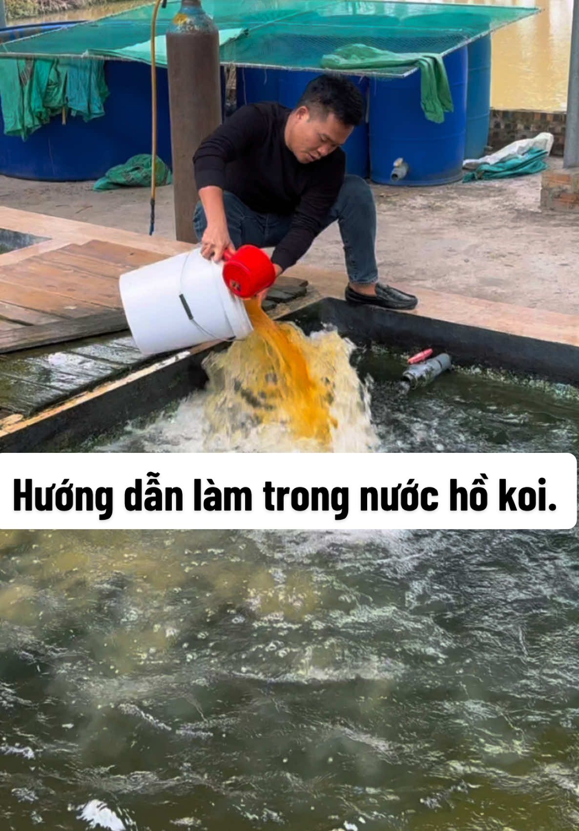 Hướng dẫn làm trong nước hồ koi.