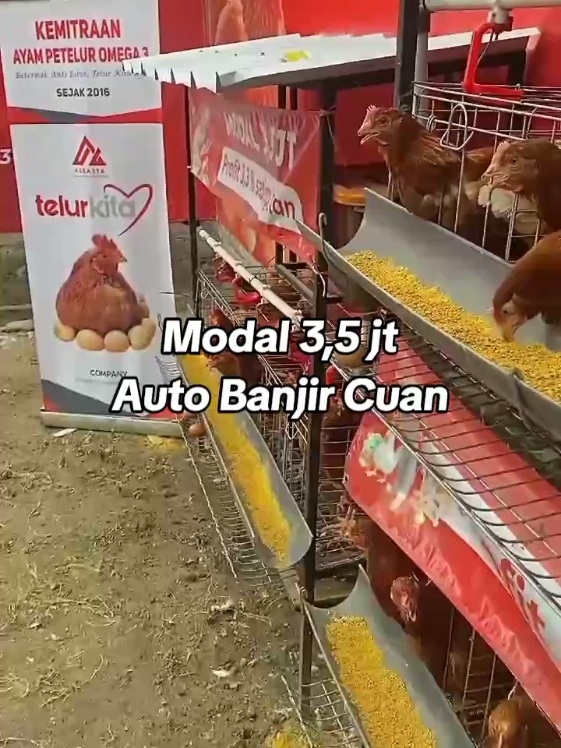 BISNIS VIRAL!!! tinggal terima cuan tiap bulan lhoo... #fyp #ternak #ayampetelur #ternakayam #bisnisviral #bisnisanakmuda #ayam 