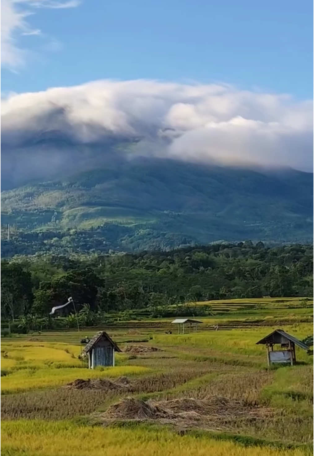 Sambirejo Ngrambe dengan keindahan alam Lawu dan persawahan nya🍃 video indahapel #aboutngawi