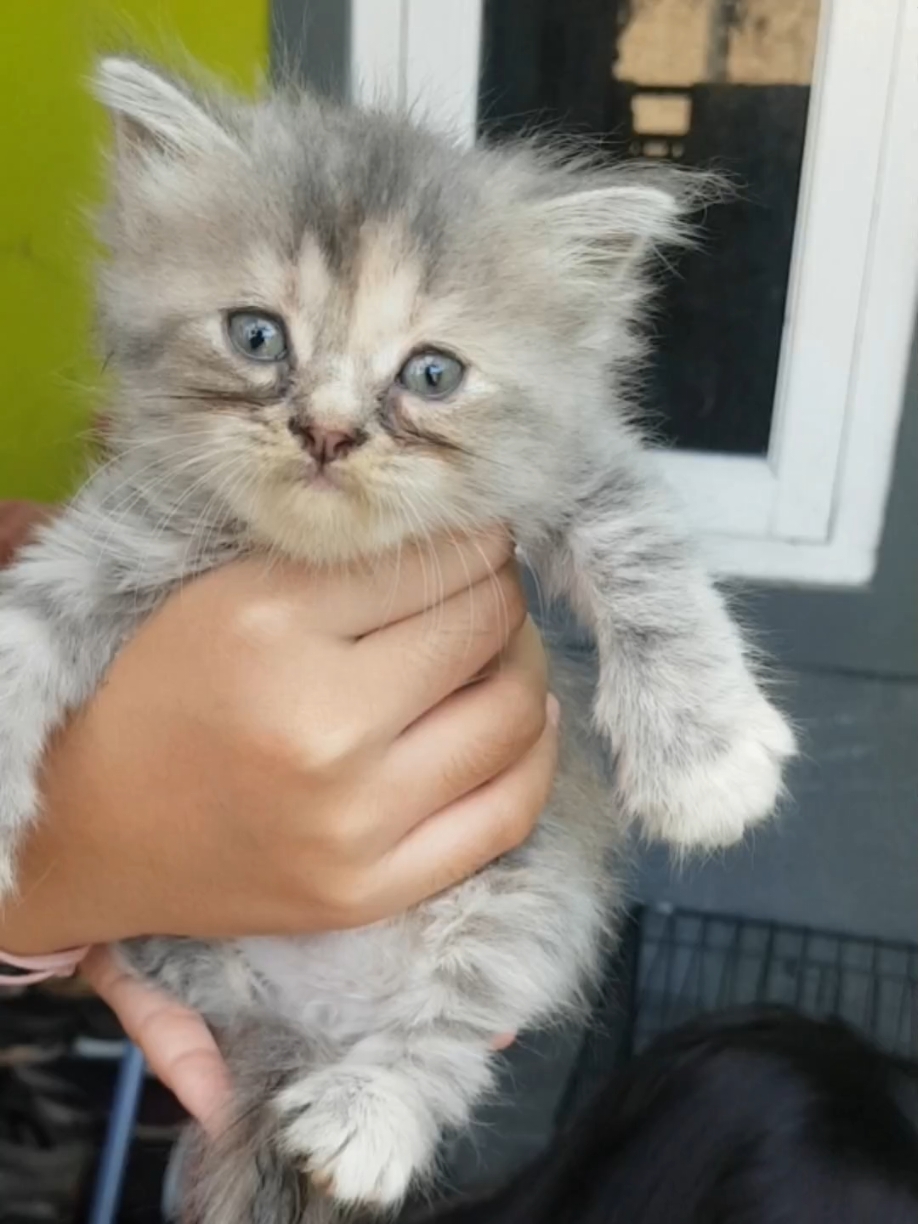 Dari masih kitten sampai menghasilkan kitten anabul ciel tetap jadi kucing lucu yang menggemaskan #kitten #kittensoftiktok #kittens #babycat #kucing #kucinglucu #kucingtiktok #kucinggemoy #kucingku #kucingviral #kucingvirallditiktok #kucingviraltiktok #kucingviral🐱 #kucingnyimut #kucingimut #kucingimutlucu #cat #catsoftiktok #cats #catlover #cattok #cattok #anabul #anabulkesayangan #anabulgembul #anabulku #anabullucu #anabullover #viral #viralvideo #viraltiktok #virall #viral_video #viralvideos #viralditiktok #viralvideotiktok #fyp #fypage #fyppppppppppppppppppppppp #fypp #fypシ゚ #fyyyyyyyyyyyyyyyy #fyy #fypdong #fyp