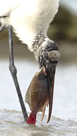 I posted a video a few days ago of this zombie Woodstork chowing on a fat flounder with a “ to be continued.” I think I have about 30 mins of this bird playing with its food. I also took about 5k photos of the absurdity. I never saw the ghostly creature eat its prize. Legend has it that you can still hear that bird tip-toeing through the shallows trying to swallow the flounder. It has now become legend, and people all over the globe fear its ghostly appearance. 