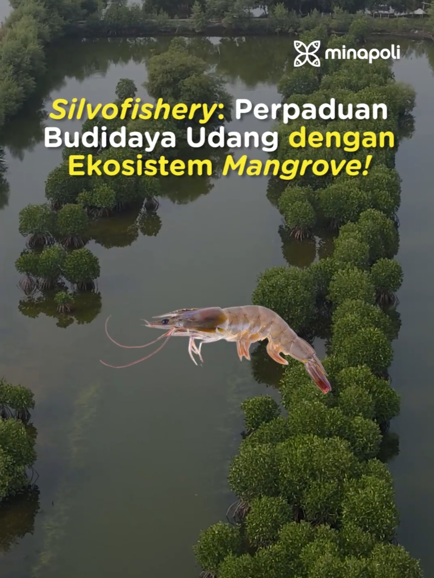 Keren banget ya!🥳 #tambak #udangvaname #tambakudang #mangrove #budidaya #akuakultur #perikanan #minapoli #empoweringaquaculture #TikTokAwardsID #fypsound 