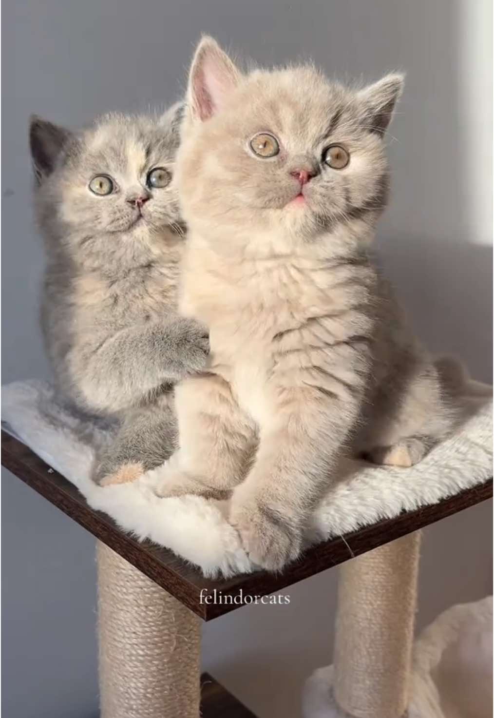 Meet our little angels🥹which one is your favourite kitty?♥️ #kitty #kittycat #kittensoftiktok #kitten #cutecat #cutie #adorable #petlover #PetsOfTikTok #pets #tiktokviral #tag #lovely 