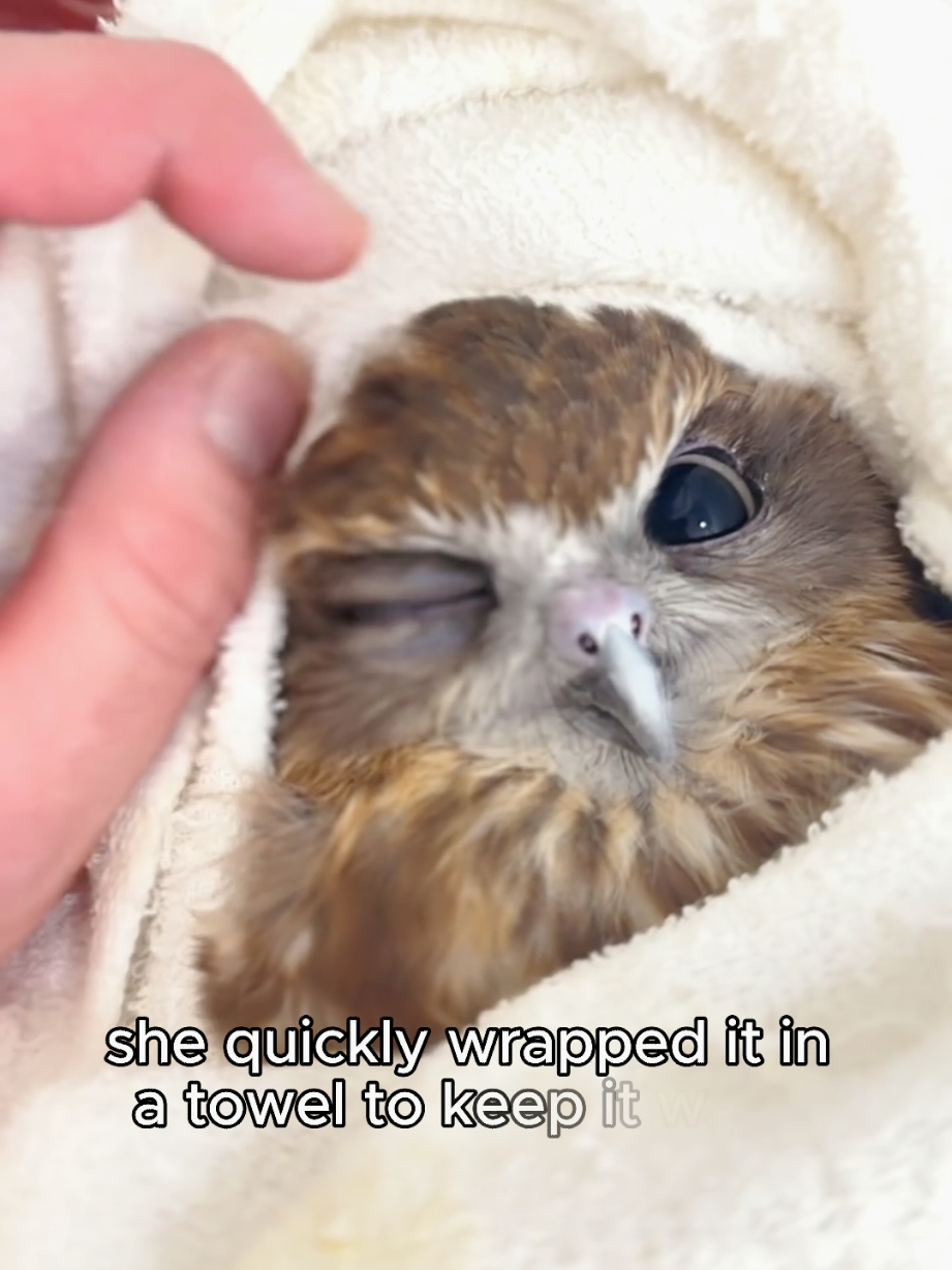 the owl that became a girl's mischievous mail carrier #owl #rescue #animals #cute #fyp #pet 