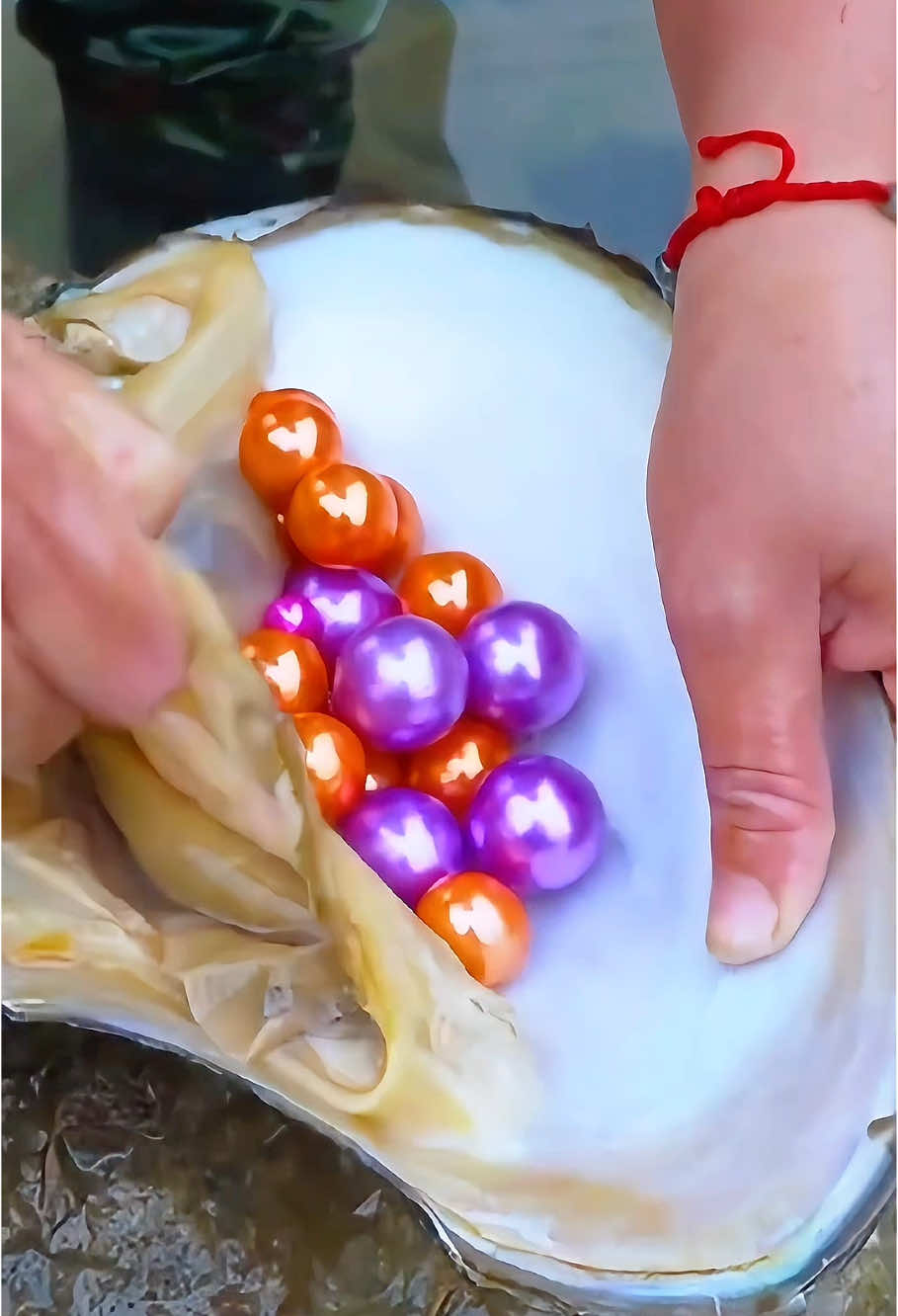 😱😱The girl opened the giant clam, which was filled with desirable pearls and was extremely beautiful #pearl #pearlhunter #seafood #jewelry #pickingpearls #huntingpearl #fyp #foryou #tiktok #usa_tiktok 