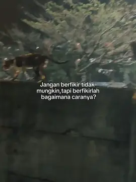 Tapi bukan tentang kucing 🗿 , #story  #quotes #vibes 