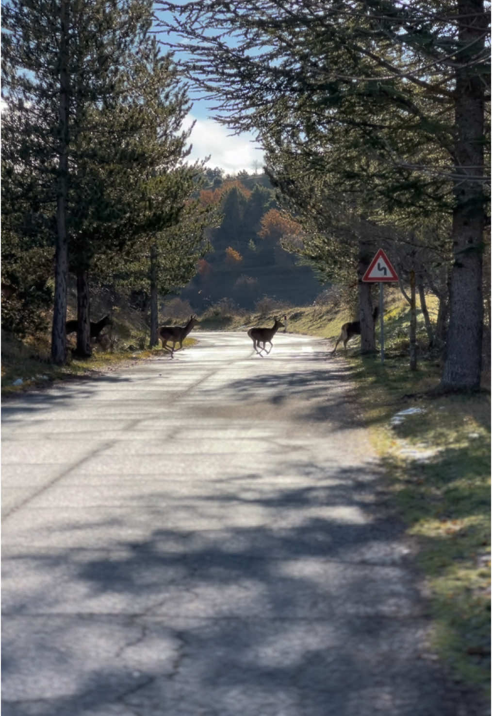 #abruzzo #scanno #villalago #cervi #natura #animali #viaggi #italy #travel 