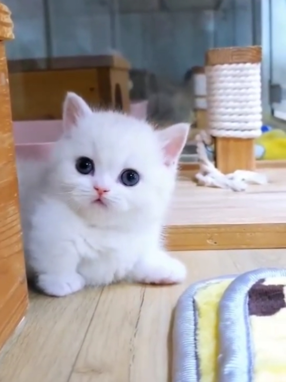 So Cute Kitten ♥️ 😻  #catlover #parati #_500k #viral_video #catsvideo #fypシ #kitty #cutenessoverloaded #kitten #kittens #fyp #funnycatsoftiktok 