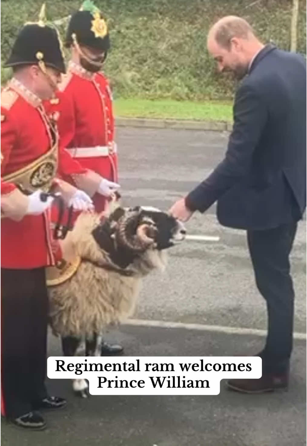 A royal Christmas celebration, complete with Private Derby the ram! 🎄👑🐏 The Prince of Wales visits the Mercian Regiment at Picton Barracks.  Read more on Dailymail.com #princewilliam #christmas #ram #christmas #royalfamily #royal 