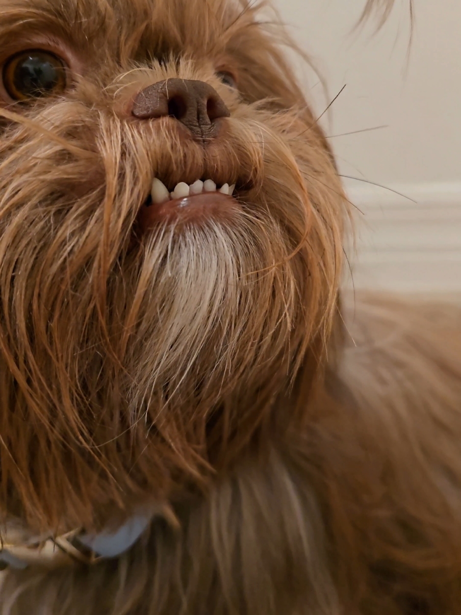 teefies tuesday #fyp #dogsoftiktok #shihtzusoftiktok #dogtoker #shihtzu #fypシ #chewbacca #livershihtzu #morningroutine 